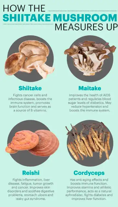 Shiitake Mushrooms Shiitake Mushrooms