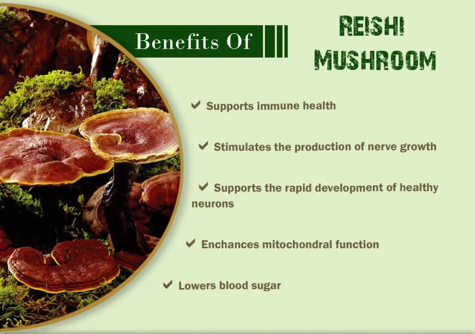 Functions of Pure Reishi Mushroom Powder