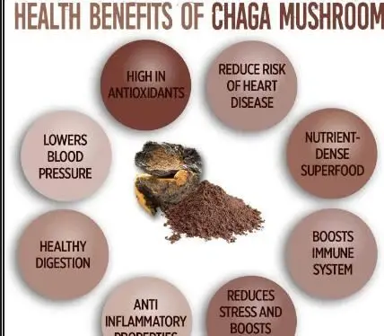 Functions of Chaga Extract Powder