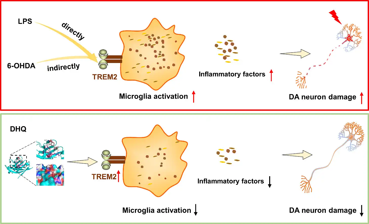 DHQ inhibits neuroinflammation