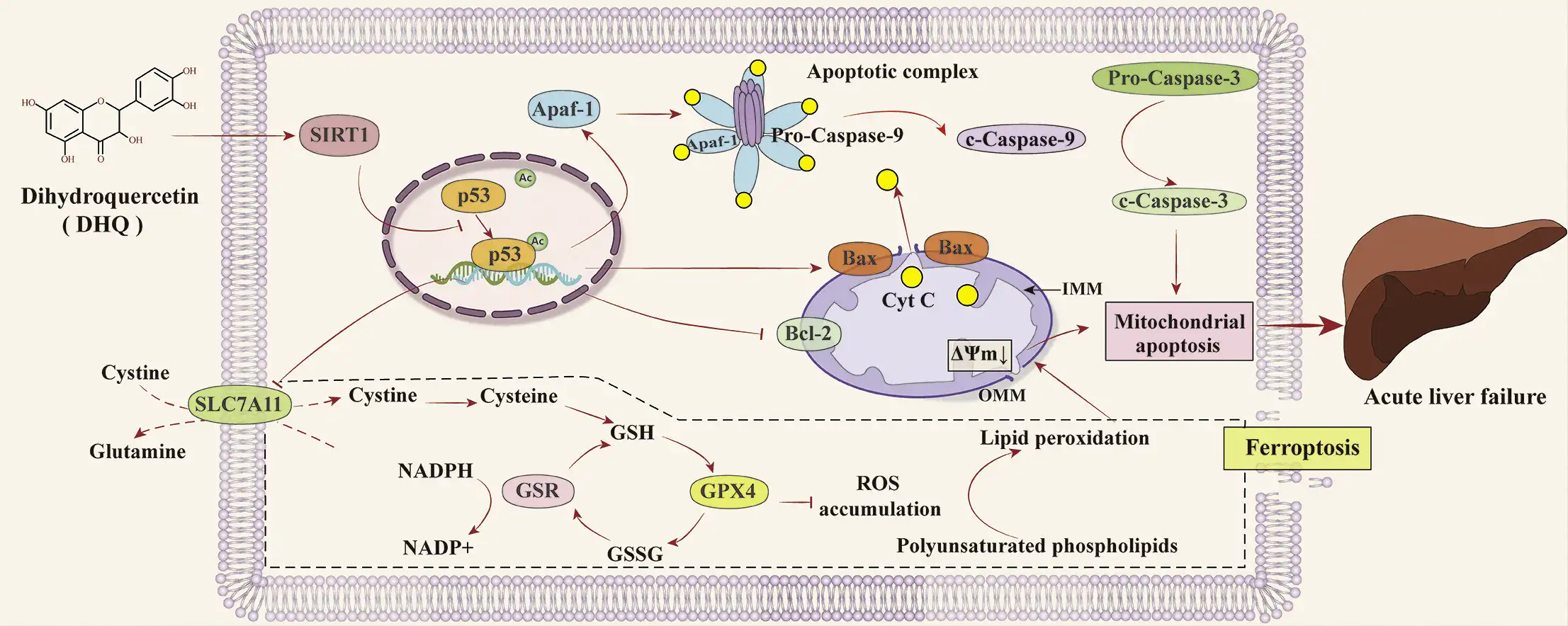 The mechanism of DHQ in treating acute liver failure (ALF). 