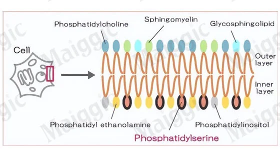 Phosphatidylserine