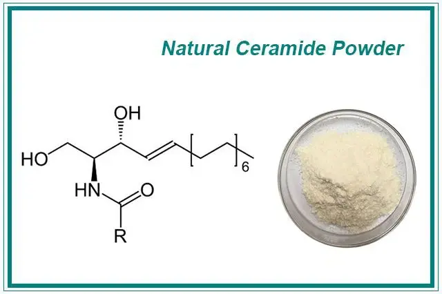 Structure of Ceramide