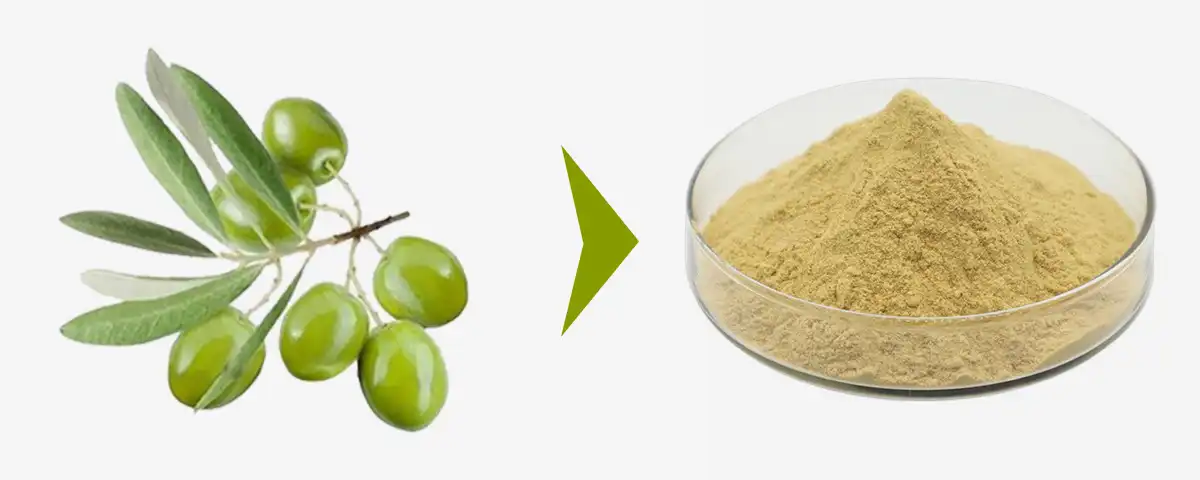 Olive-Leaf-Extract-Oleuropein-Powder