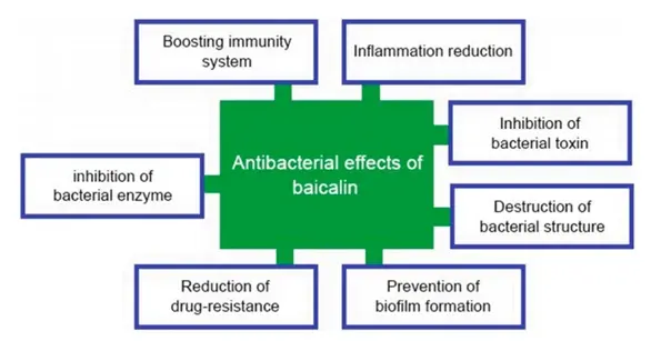 effects of baicalin effects of baicalin