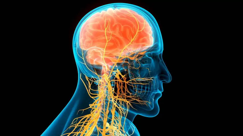 Neurological Effects and Analgesic Properties Neurological Effects and Analgesic Properties