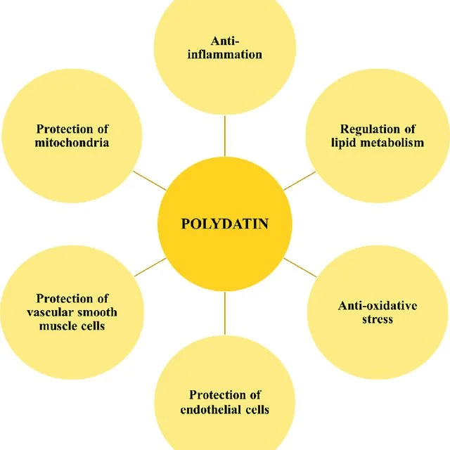 Benefits of Polydatin Powder Benefits of Polydatin Powder