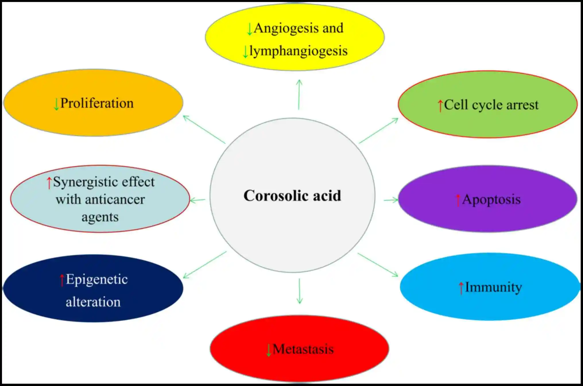 Benefits of Corosolic Acid Powder