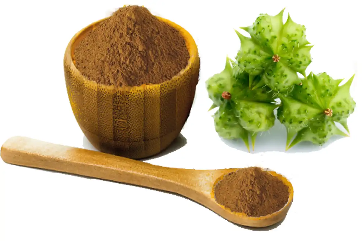 Tribulus Terrestris Extract Powder Tribulus Terrestris Extract Powder