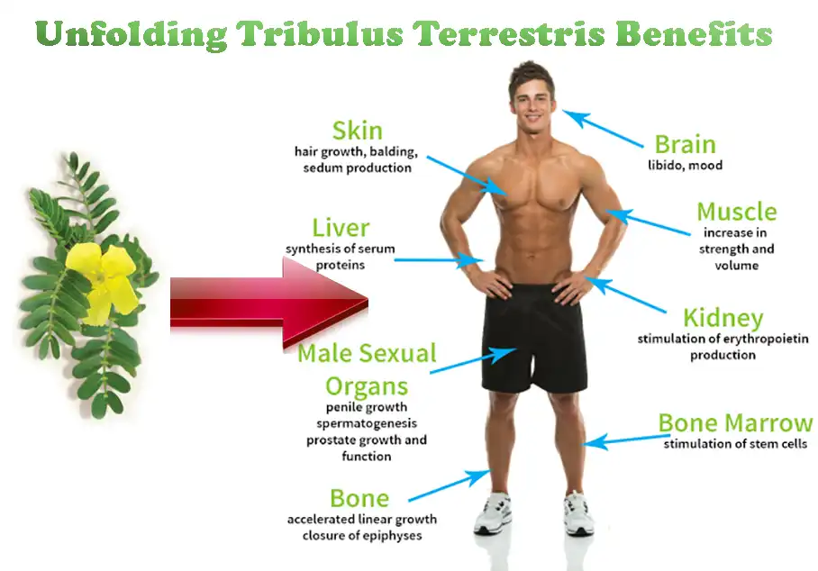 Benefits of Tribulus Terrestris Extract Powder Benefits of Tribulus Terrestris Extract Powder