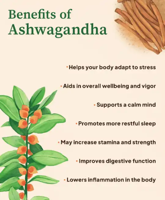 Functions of Ashwagandha Functions of Ashwagandha
