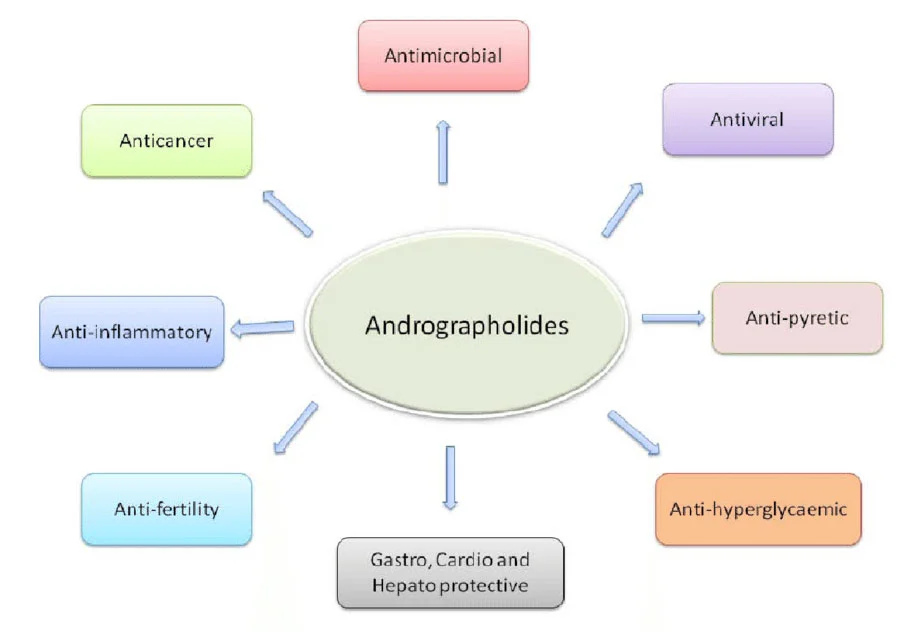 Functions of Andrographolide Powder Functions of Andrographolide Powder