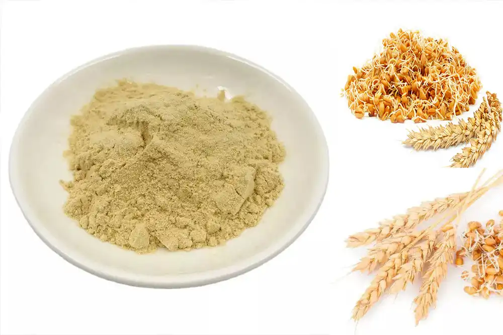 Wheat Germ Extract Powder Wheat Germ Extract Powder