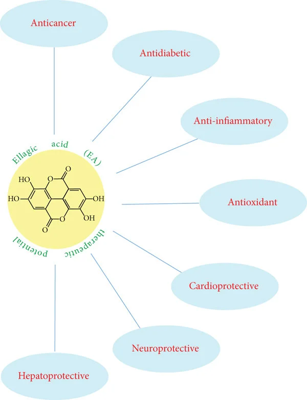 Benefits of Ellagic Acid Powder