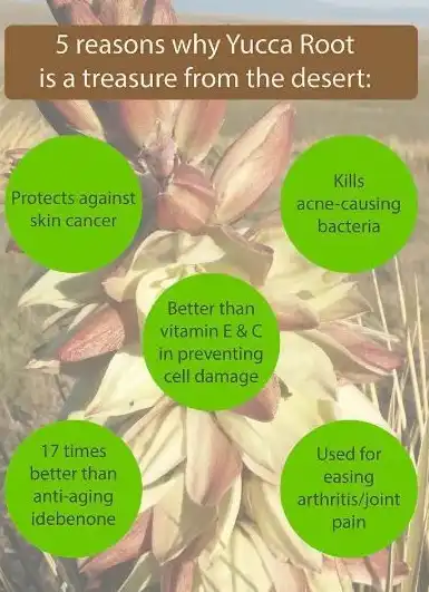 Functions of Yucca Extract Powder Functions of Yucca Extract Powder