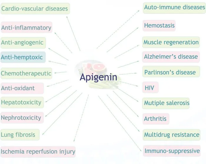 Benefits of Apigenin Bulk Powder