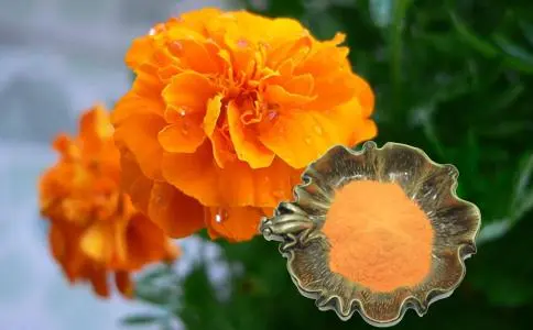 Marigold Extract Lutein