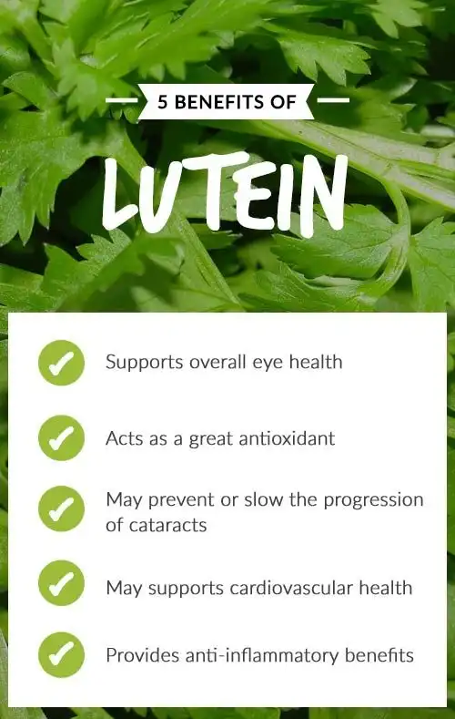 Benefits of Marigold Extract Lutein