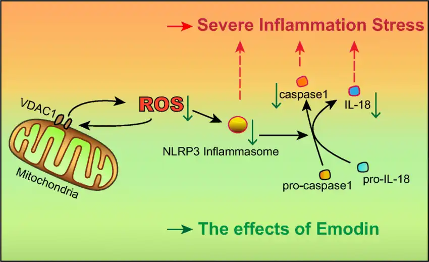 Schematic representation of antioxidant and anti-inflammatory effects induced by emodin Schematic representation of antioxidant and anti-inflammatory effects induced by emodin