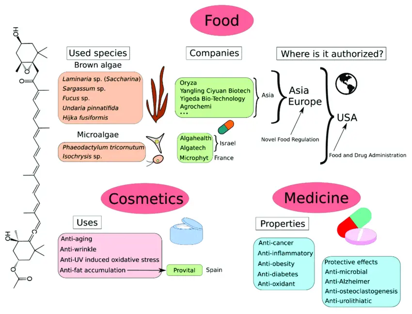 Applications of Fucoxanthin powder  Applications of Fucoxanthin powder