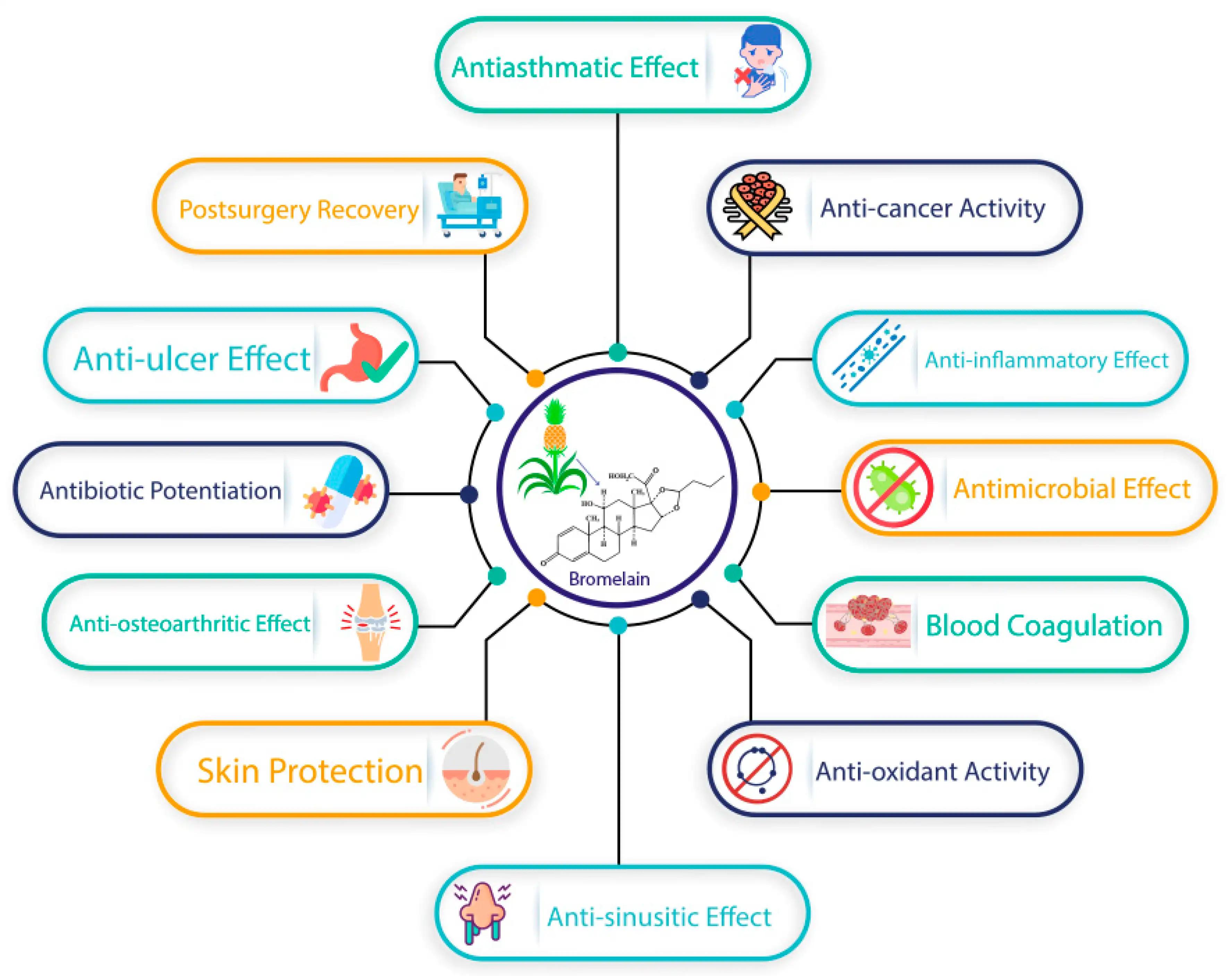 Main Effects of Bromelain powder