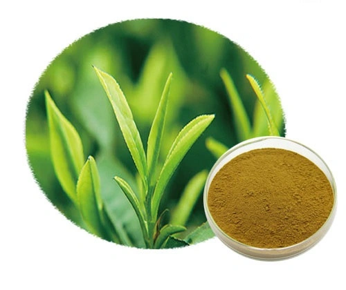 Organic Green Tea Extract Powder