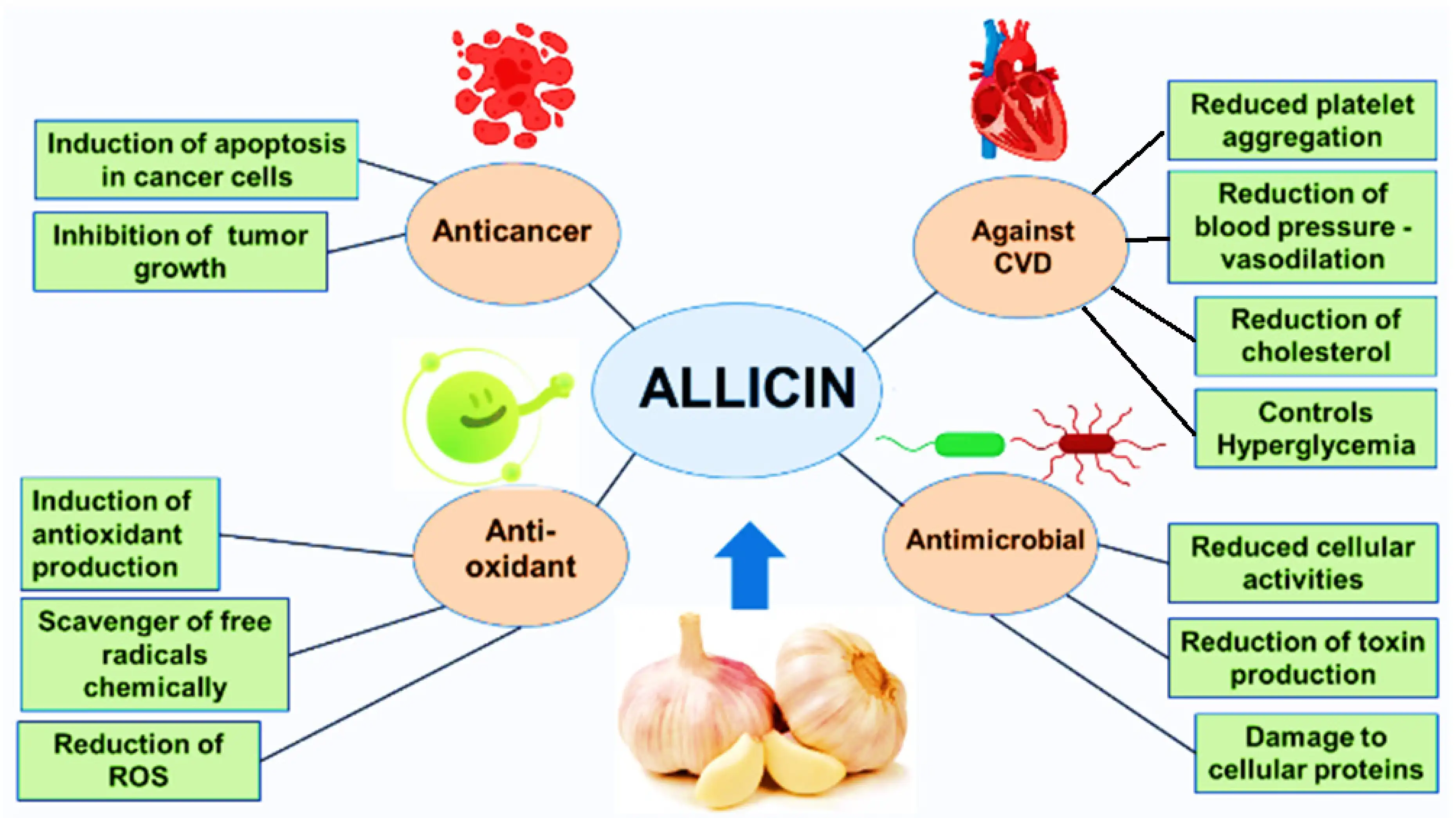 Benefits of Allicin Powder