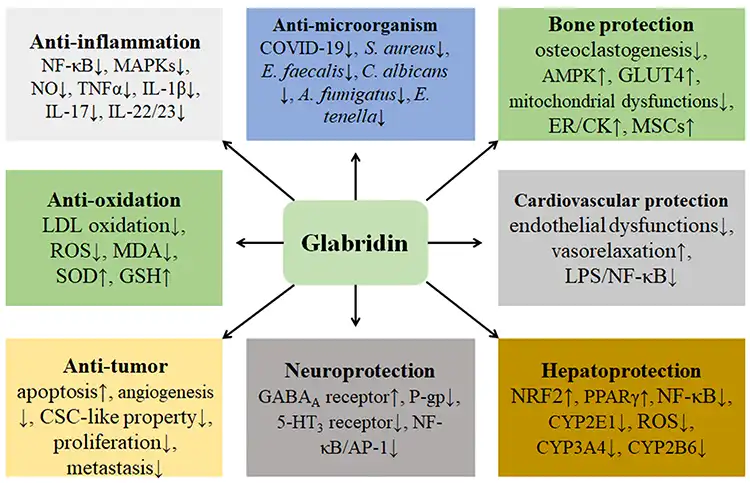 Benefits of Glabridin powder