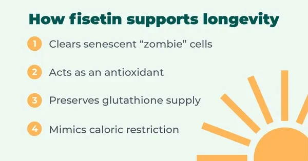 Fisetin: A Powerful Senolytic that Slows Aging Fisetin: A Powerful Senolytic that Slows Aging
