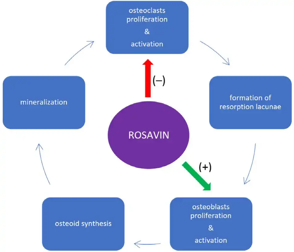 Functions of Rhodiola Rosea Extract Rosavin