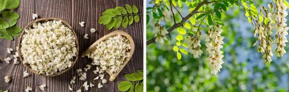 Troxerutin Powder Troxerutin Powder