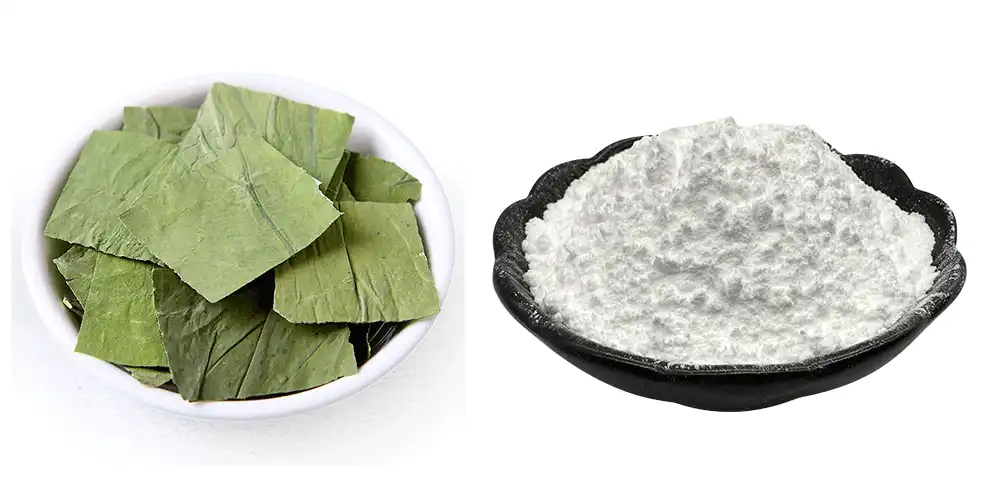 Lotus Leaf Extract Powder Lotus Leaf Extract Powder
