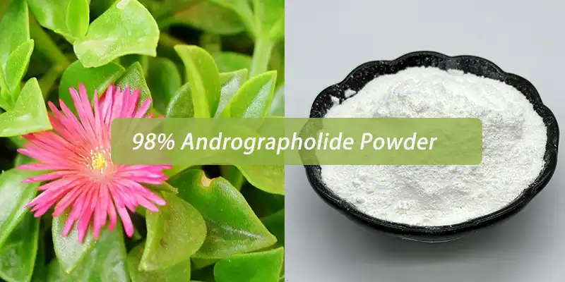 98% Andrographolide Powder 98% Andrographolide Powder