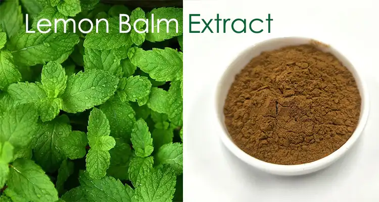 Lemon Balm Extract Powder Lemon Balm Extract Powder