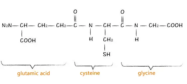 Structure of Natural Glutathione Powder Structure of Natural Glutathione Powder