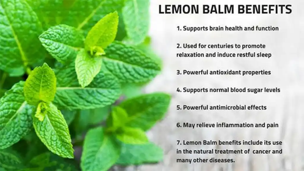 Benefits of Lemon Balm Extract