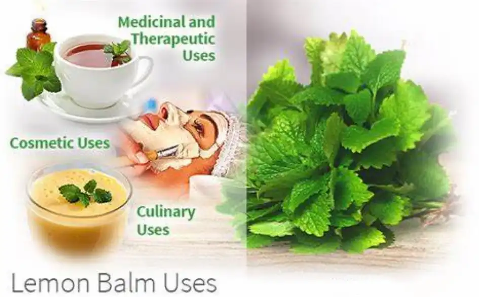 applications of Lemon balm extract powder applications of Lemon balm extract powder