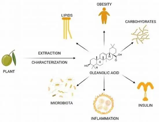 Benefits of Oleanolic acid