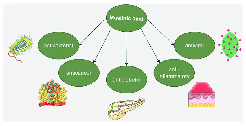 Benefits of Maslinic Acid Powder