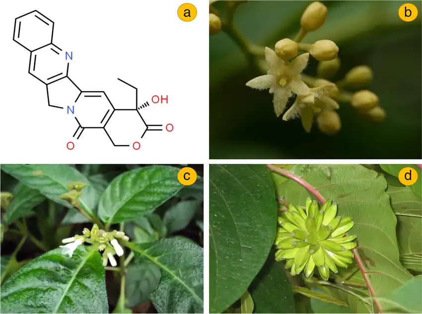 Camptothecin Powder Camptothecin Powder