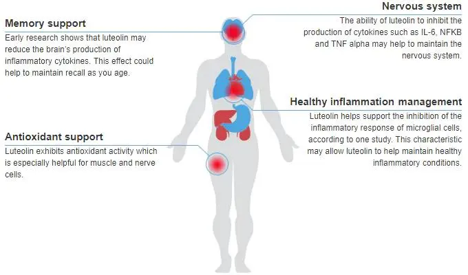 Functions of Pure Luteolin