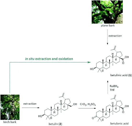 Extraction principle of betulinic acid