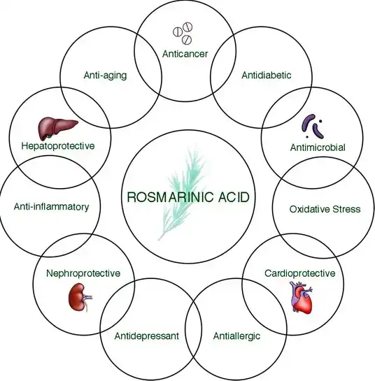 Benefits of Rosmarinic Acid Powder