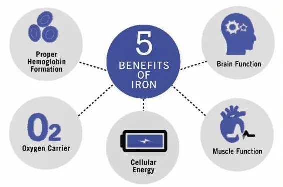 Heme Iron Benefits