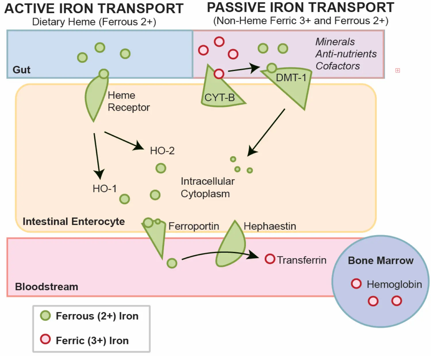 Heme Iron Uses
