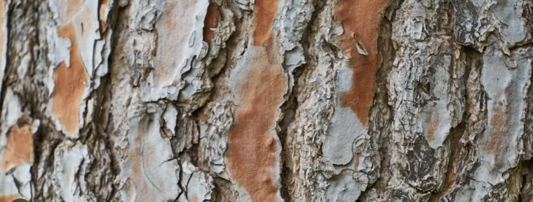 Side effects of White Willow Bark Extract Side effects of White Willow Bark Extract