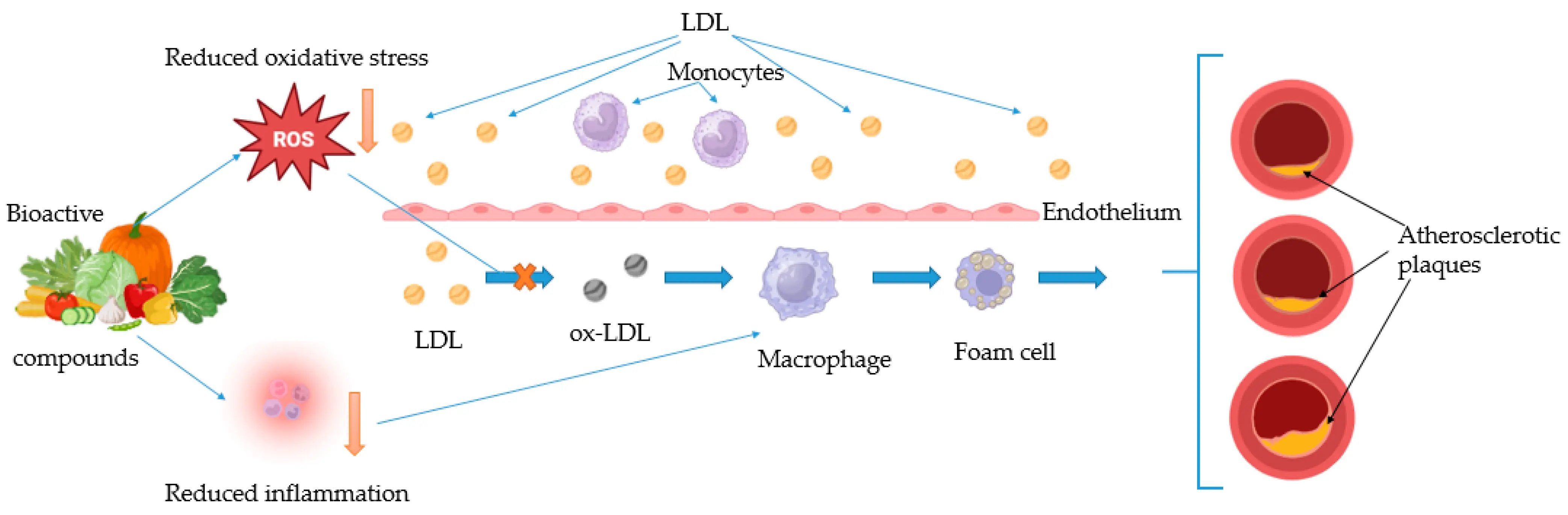 Anti-inflammatory Properties