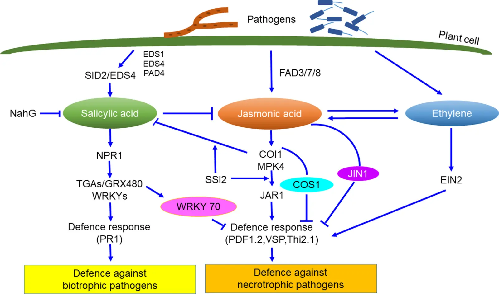 Plant Defense and Agriculture Plant Defense and Agriculture