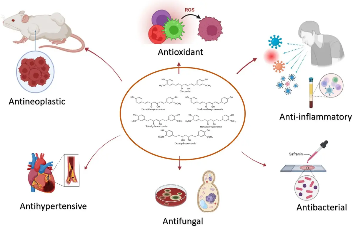 Tetrahydrocurcumin Uses Tetrahydrocurcumin Uses