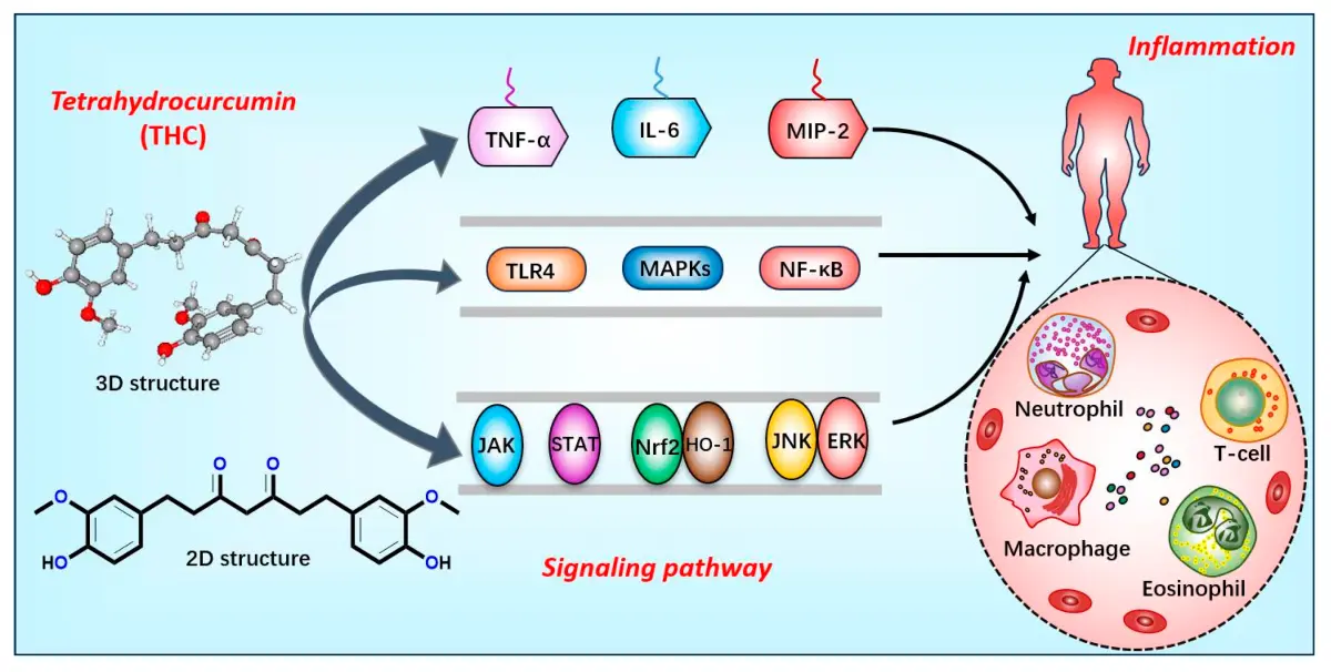 Tetrahydrocurcumin Benefits Tetrahydrocurcumin Benefits